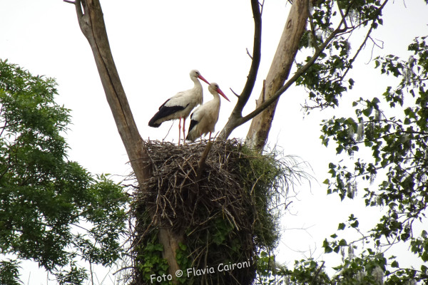 La colonia di cicogna bianca.