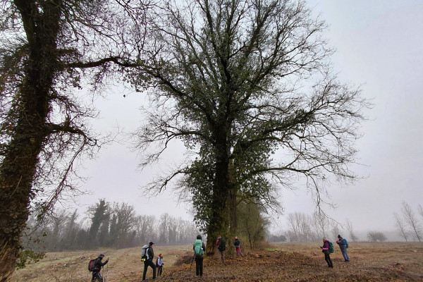 La grande quercia