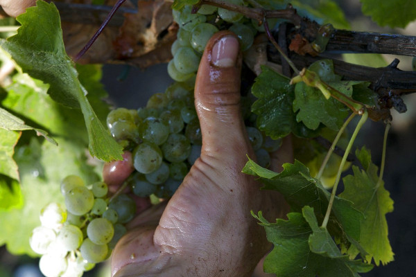 azienda agricola manuelina